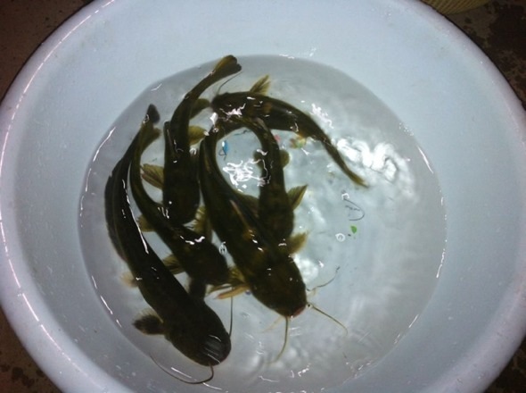 爸爸在河里捞的野生黄骨鱼