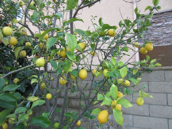 柠檬树,柠檬和橙子的嫁接,桃树,橘子树,血橙树,