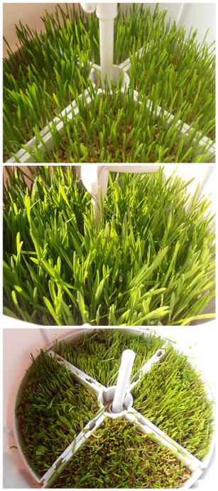 苹果柠檬小麦草汁