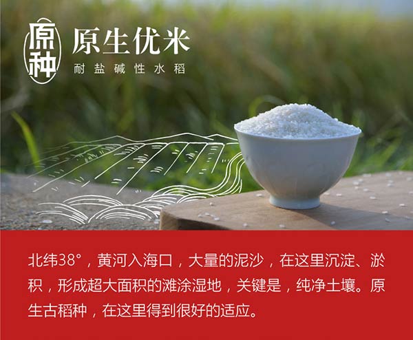 袁米 海水稻原生优米1kg