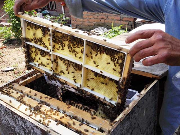 不建议种植蜜源养蜜蜂 不建议种植蜜源养蜜蜂的原因