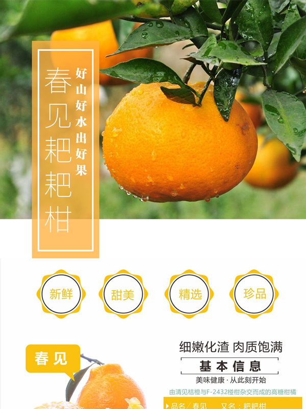 今年春见行情预测(金乡大蒜今日价格行情)